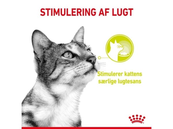 Royal Canin Sensory Mixed Box Gravy Adult vådfoder til kat - 12x85 g