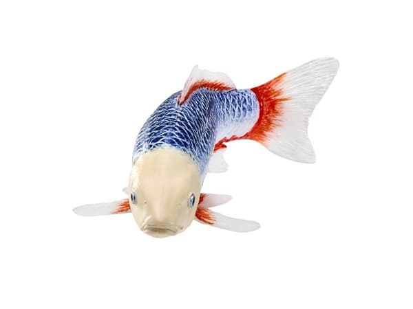 Koi Carp - Asagi Koi (blå rød)