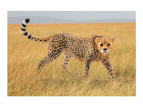 Schleich Wild Life - Geopard Hona