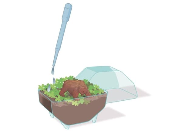 Clementoni Mini-terraariokarhu
