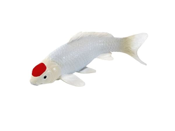 Koi-karp – Tancho Koi (röd prick)
