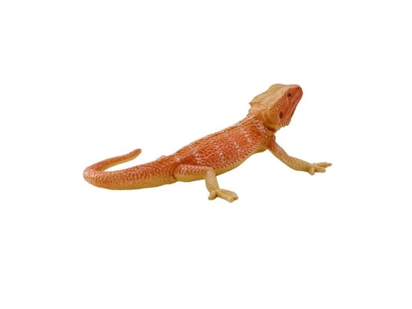Skjeggdrage