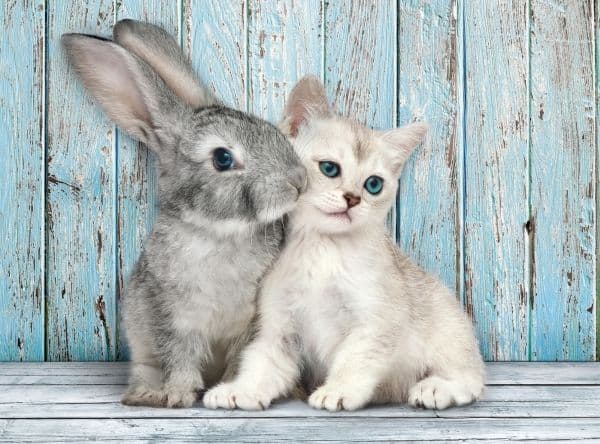Pussel HQC Cat &amp; Bunny, 500 bitar