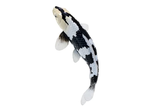 Koi Carp - Shiro Utsuri Koi (Black White)
