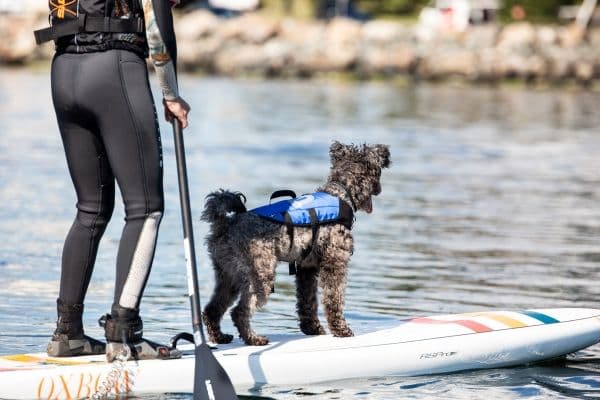 BALTIC Dog float liivi splash XL Sininen