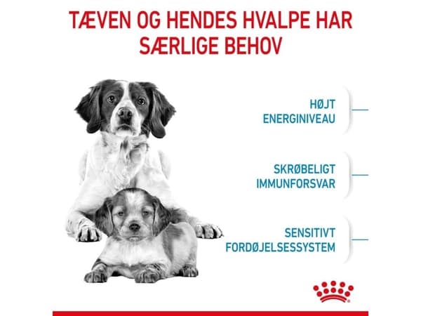 Royal Canin Medium Starter torrfoder för hundar och valpar – 15 kg