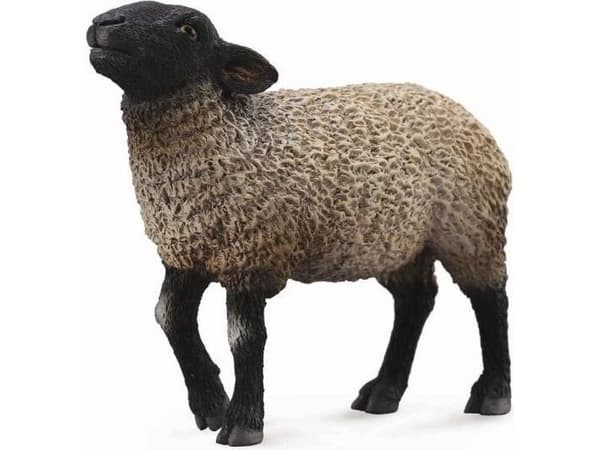 SUFFOLK SHEEP (M)