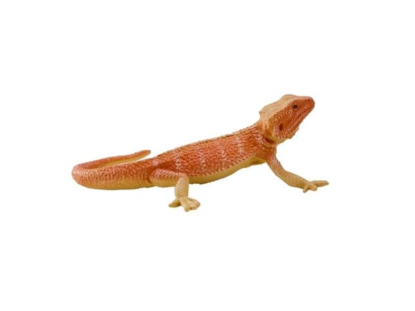 Skjeggdrage
