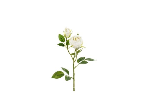 Lys creme rose, 1 stk