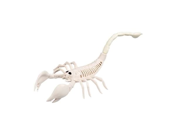 Skorpionin luuranko, 31 cm