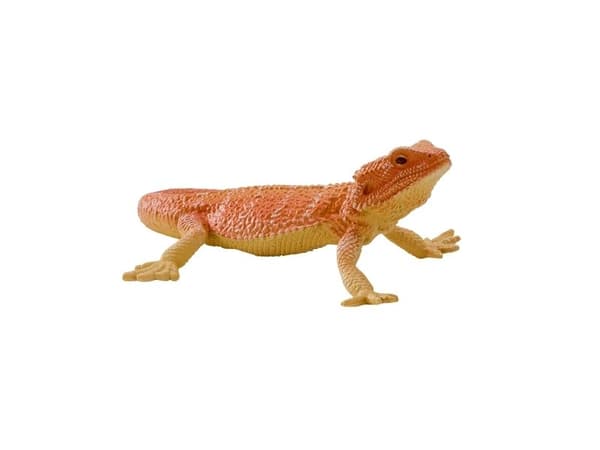 Skjeggdrage