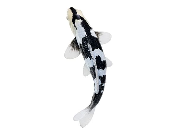 Koi Carp - Shiro Utsuri Koi (Black White)