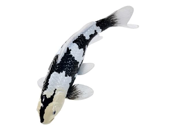 Koi Carp - Shiro Utsuri Koi (Black White)
