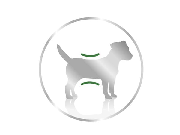 Royal Canin Mini Ageing Loaf vådfoder til hund - 12x195g