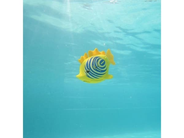 Rainbow Reef Fish - Zebra Fish