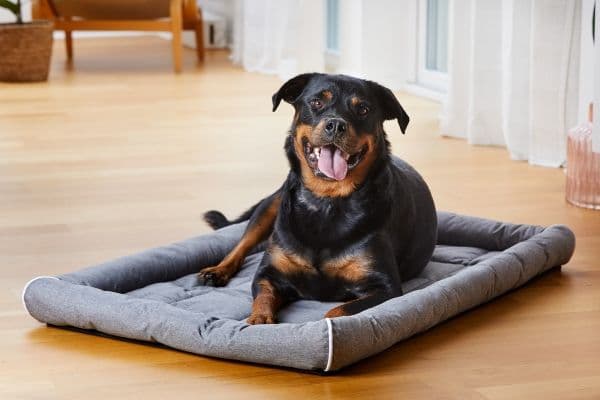 DOGMAN Buddy dyna med kant Grå S