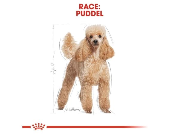 Royal Canin Poodle Adult Loaf vådfoder til hund - 12x85 g