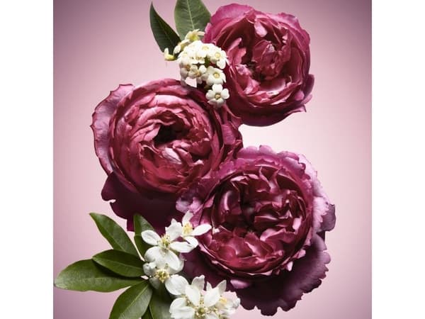 Viktor&Rolf Flowerbomb Nectar Eau De Parfum Spray 90ml