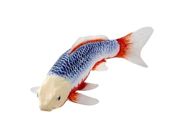 Koi Carp - Asagi Koi (blå rød)