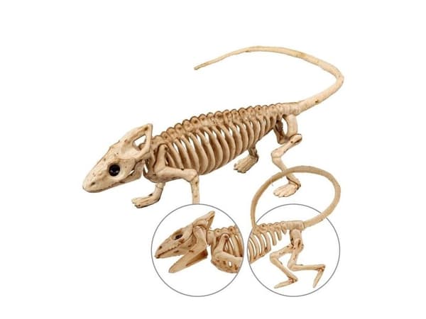 Leguan skelet