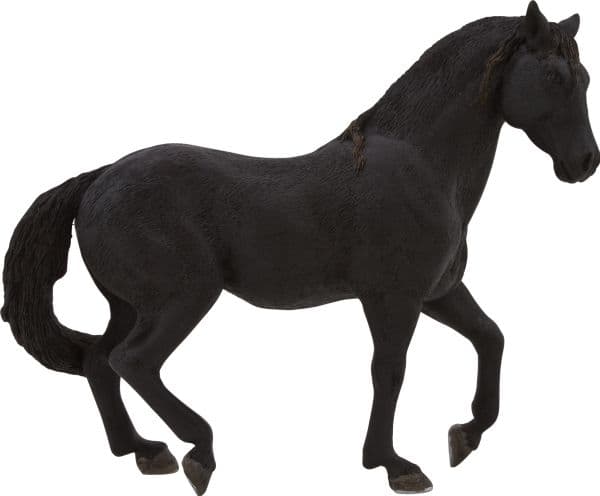 Mojo Andalusisk Hingst, Sort