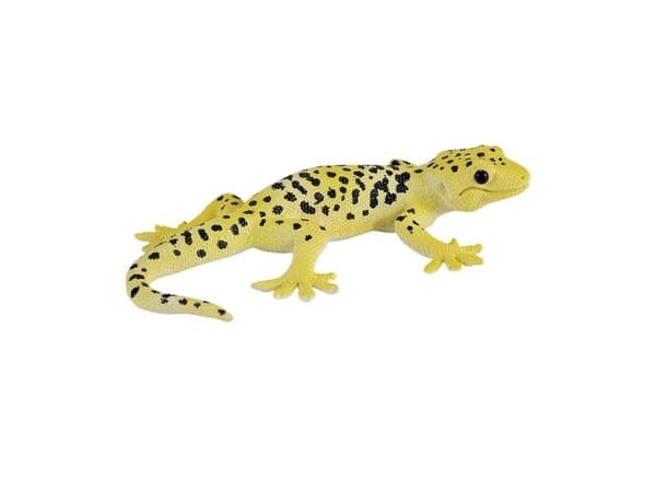 Mojo Leopard gekko
