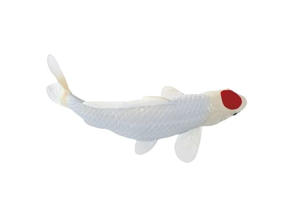 Koi Carp - Tancho Koi (red dot)