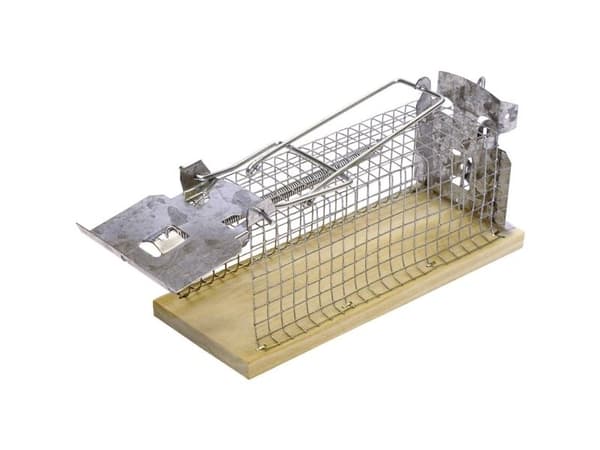 Traps Swissinno rodents