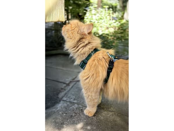 Dogman Air Mesh Set För Katt Grön
