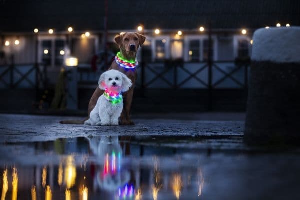 DOGMAN LED-ring silikone rosa 20-65cm