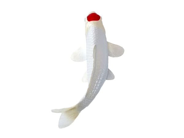 Koi Carp - Tancho Koi (red dot)