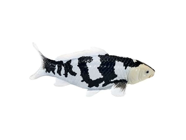 Koi Carp - Shiro Utsuri Koi (Black White)