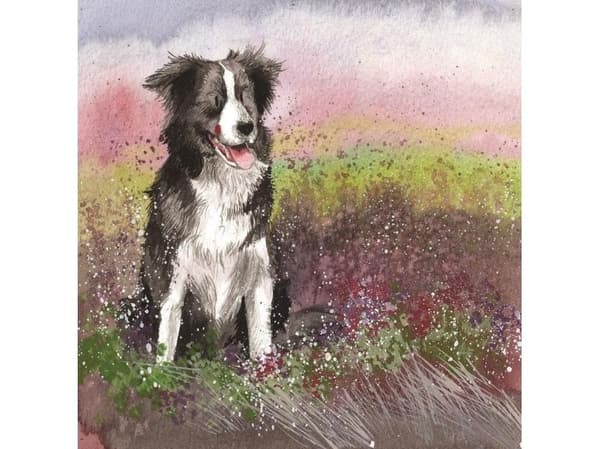 AC580 Collie hundkort