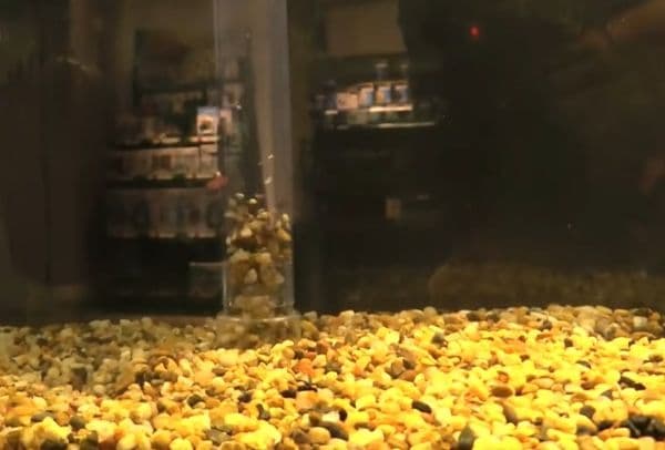 Fluval bunnsuger FX for tilkobling til FX4/5/6