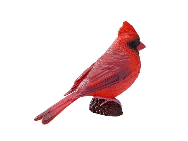 Red Cardinal