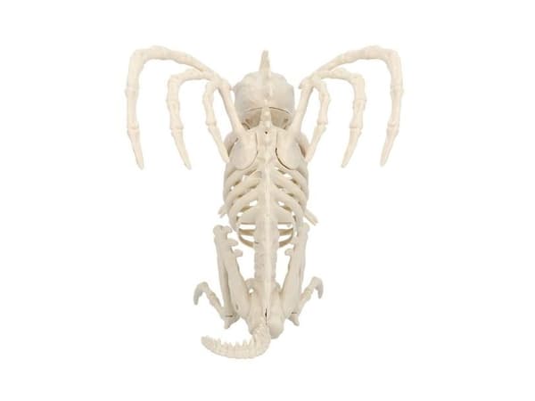 Gargoil skelett