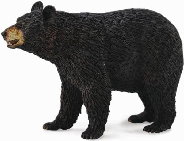 AMERICAN BLACK BEAR (L)