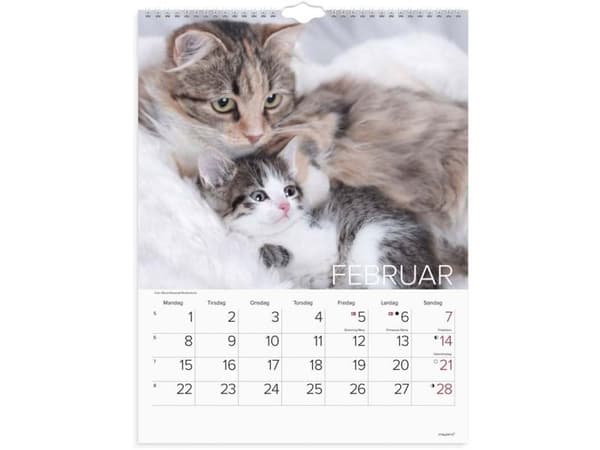 Väggkalender Katter 2027