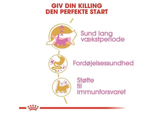 Royal Canin Maine Coon Kitten torrfoder för kattungar – 10 kg