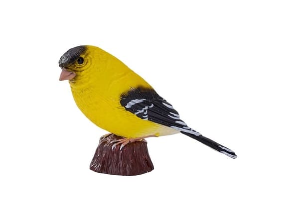 American Goldfinch