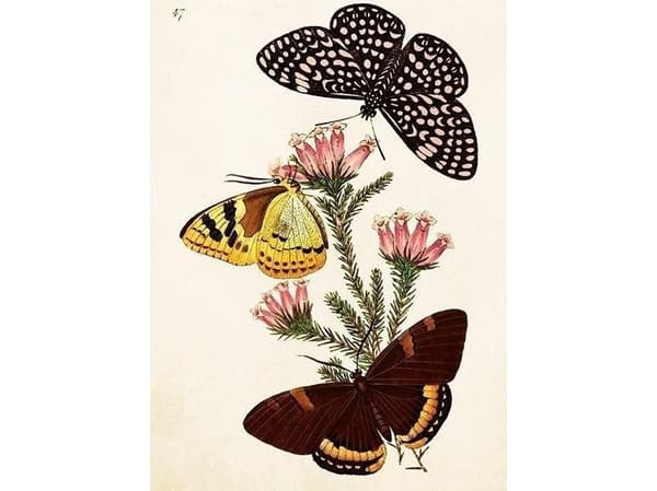 ST495 B6 carnet + kuvert Butterflies