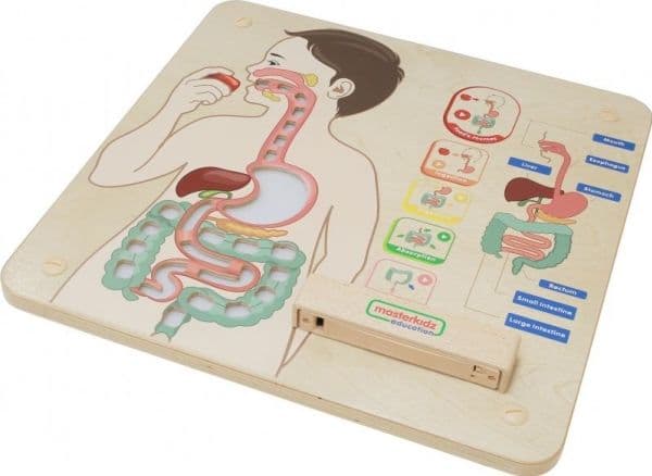 Masterkidz læringstavle fordøyelsessystemet
