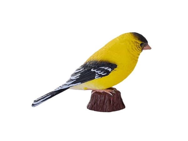 American Goldfinch