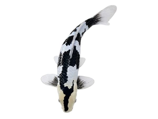 Koi Carp - Shiro Utsuri koi (svart/vit)