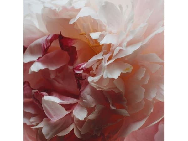 Jo Malone Peony & Blush Suede EDC för kvinnor 100 ml