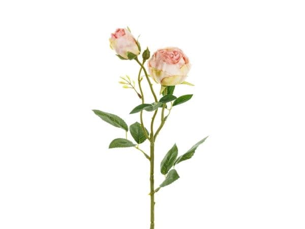 Lys rosa rose, 1 kpl