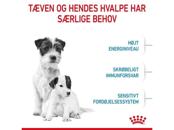 Royal Canin Mini Starter tørfoder til hund og hvalp - 4 kg