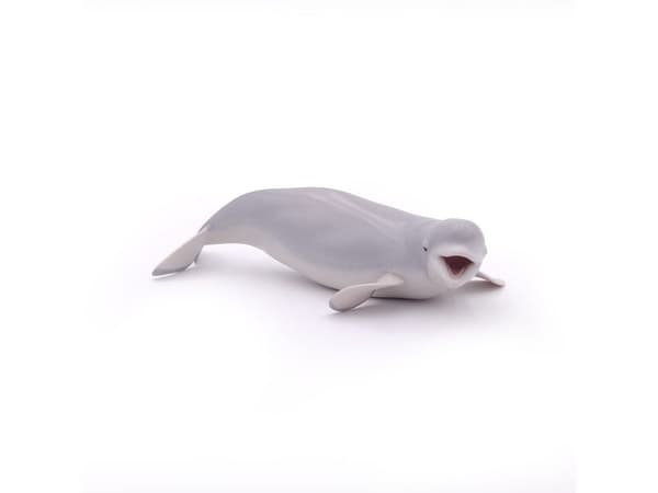 PAPO Beluga