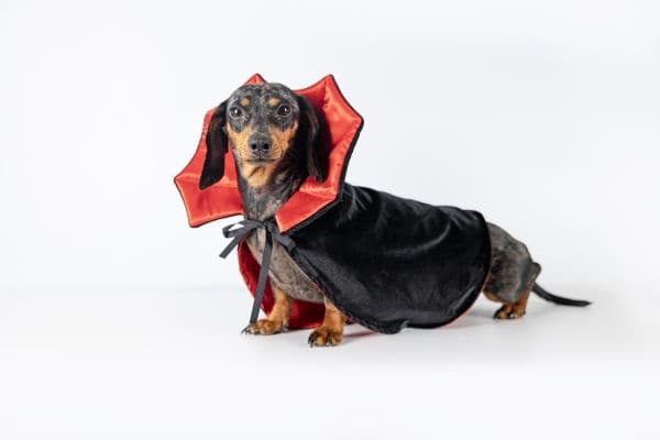 Dogman Maskeradkostym Dracula M