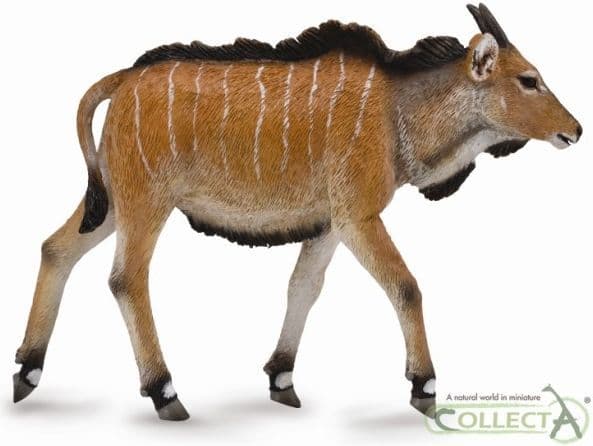 Eland antilope – kalv (M)